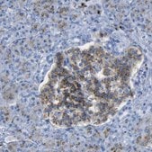 Anti-PLD3 antibody produced in rabbit Prestige Antibodies&#174; Powered by Atlas Antibodies, affinity isolated antibody, buffered aqueous glycerol solution