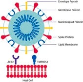 血管紧张素转化酶-2, ACE2 Human recombinant, &#8805;1000000&#160;U/mg, expressed in HEK 293 cells
