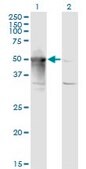Monoclonal Anti-ARMC6 antibody produced in mouse clone 2H8, purified immunoglobulin, buffered aqueous solution