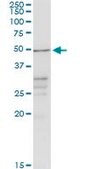 Anti-CHRDL2 antibody produced in rabbit purified immunoglobulin, buffered aqueous solution