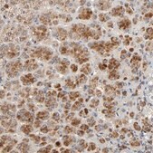 Anti-C14orf119 antibody produced in rabbit Prestige Antibodies&#174; Powered by Atlas Antibodies, affinity isolated antibody, buffered aqueous glycerol solution