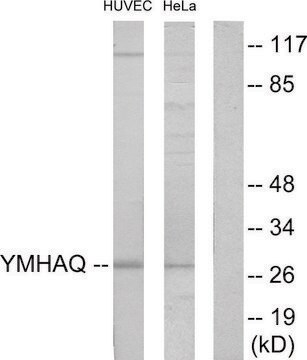 Anti-14-3-3 THET antibody produced in rabbit affinity isolated antibody