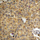 Anti-phospho-c-Jun (pThr93) antibody produced in rabbit affinity isolated antibody