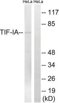 Anti-TIF-IA antibody produced in rabbit affinity isolated antibody