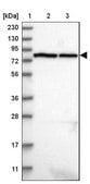 Anti-LRRIQ3 antibody produced in rabbit Prestige Antibodies&#174; Powered by Atlas Antibodies, affinity isolated antibody, buffered aqueous glycerol solution, ab2