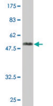 Monoclonal Anti-MRRF antibody produced in mouse clone 3E3, purified immunoglobulin, buffered aqueous solution