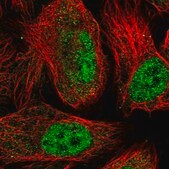 Anti-SPATA5L1 antibody produced in rabbit Prestige Antibodies&#174; Powered by Atlas Antibodies, affinity isolated antibody, buffered aqueous glycerol solution