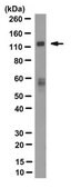 Anti-SREBP-1 Antibody, clone 20B12 clone 20B12, from rabbit