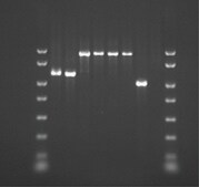 REDExtract-N-Amp&#8482; Tissue PCR Kit sufficient for 10&#160;extractions, sufficient for 10&#160;amplifications