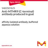 Anti-MTMR9 (C-terminal) antibody produced in goat affinity isolated antibody, buffered aqueous solution