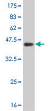 ANTI-TSSK2 antibody produced in mouse clone 1F6, purified immunoglobulin, buffered aqueous solution
