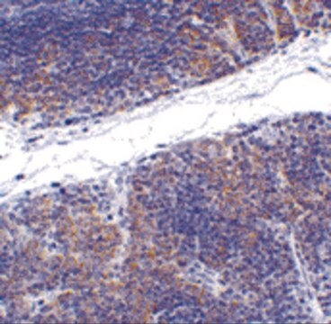 Anti-TNFRSF14 antibody produced in rabbit affinity isolated antibody