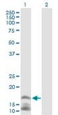 Anti-CAMP antibody produced in mouse IgG fraction of antiserum, buffered aqueous solution