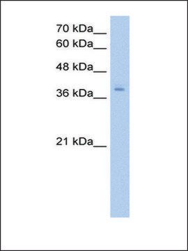 Anti-PCBP2 (AB2) antibody produced in rabbit IgG fraction of antiserum