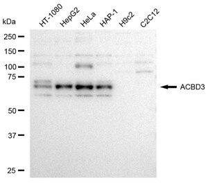 KD-Validated Anti ACBD3 Antibody, clone 23GB3620, Rabbit Monoclonal clone 23GB3620, recombinant rabbit monoclonal, expressed in HEK293 cells