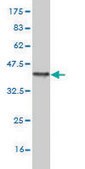 Monoclonal Anti-HD antibody produced in mouse clone 3F1, purified immunoglobulin, buffered aqueous solution