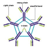 IgM, Kappa 来源于鼠骨髓瘤 clone TEPC 183, purified immunoglobulin, buffered aqueous solution