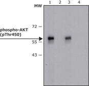 Anti-phospho-AKT (pThr450) antibody, Mouse monoclonal clone AK-11, purified from hybridoma cell culture