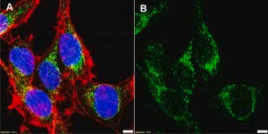 Anti-KIAA0895L Antibody, clone 1E4 ZooMAb® Rabbit Monoclonal recombinant, expressed in HEK 293 cells