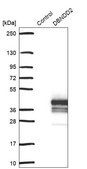 Anti-DBNDD2 antibody produced in rabbit Prestige Antibodies&#174; Powered by Atlas Antibodies, affinity isolated antibody, buffered aqueous glycerol solution