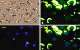 Monoclonal Anti-SNAI1 antibody produced in mouse clone 2G11, purified immunoglobulin, buffered aqueous solution