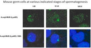 Anti-acetyl-MVH (Lys405) Antibody from rabbit, purified by affinity chromatography