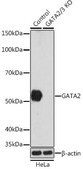 Anti- GATA2 antibody produced in rabbit
