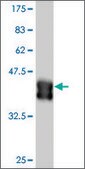 Monoclonal Anti-DLX2 antibody produced in mouse clone 3G6, purified immunoglobulin, buffered aqueous solution