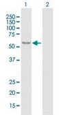 Anti-ARSA antibody produced in mouse purified immunoglobulin, buffered aqueous solution