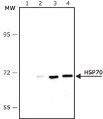 Anti-HSP70 antibody produced in rabbit IgG fraction of antiserum