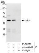 Rabbit anti-c-Jun Antibody, Affinity Purified Powered by Bethyl Laboratories, Inc.