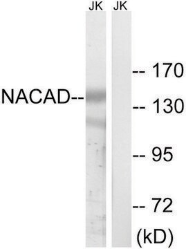 Anti-NACAD antibody produced in rabbit affinity isolated antibody