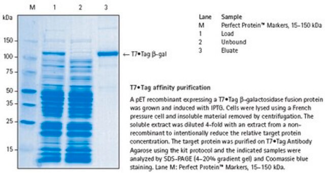 T7&#8226;Tag&#174;亲和纯化试剂盒 Immunoaffinity purification of T7&#8226;Tag fusion proteins