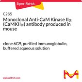 Monoclonal Anti-CaM Kinase IIα (CaMKIIα) antibody produced in mouse clone 6G9, purified immunoglobulin, buffered aqueous solution