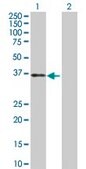Anti-TFPI antibody produced in rabbit purified immunoglobulin, buffered aqueous solution