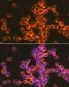 Anti-CD82 antibody produced in rabbit