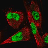 Anti-VEZF1 antibody produced in rabbit Prestige Antibodies&#174; Powered by Atlas Antibodies, affinity isolated antibody, buffered aqueous glycerol solution