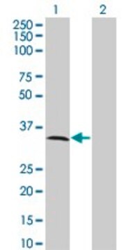 Monoclonal Anti-MPPED2 antibody produced in mouse clone 2G1-1B7, ascites fluid