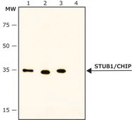 Anti-STUB1/CHIP antibody, mouse monoclonal clone ST21.55, purified from hybridoma cell culture