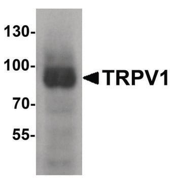 Anti-TRPV1 antibody produced in rabbit affinity isolated antibody