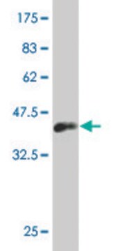 ANTI-LHX1 antibody produced in mouse clone 2A7, purified immunoglobulin, buffered aqueous solution