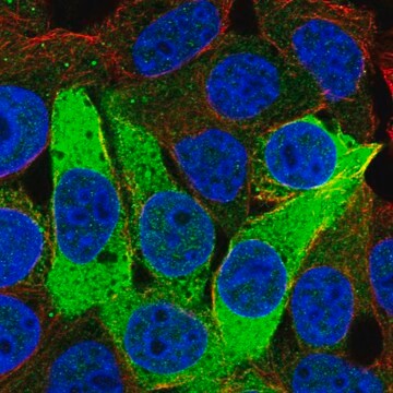 Anti-ISOC1 antibody produced in rabbit Prestige Antibodies&#174; Powered by Atlas Antibodies, affinity isolated antibody