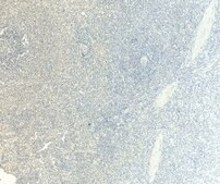 Anti-CD80 antibody produced in goat affinity isolated antibody, buffered aqueous solution