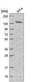 Anti-ARAP1 antibody produced in rabbit Prestige Antibodies&#174; Powered by Atlas Antibodies, affinity isolated antibody