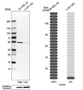 Anti-CHKA antibody produced in rabbit Prestige Antibodies&#174; Powered by Atlas Antibodies, affinity isolated antibody, buffered aqueous glycerol solution