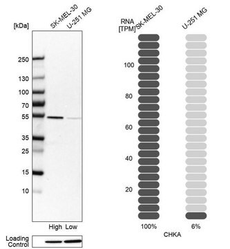 Anti-CHKA antibody produced in rabbit Prestige Antibodies&#174; Powered by Atlas Antibodies, affinity isolated antibody, buffered aqueous glycerol solution