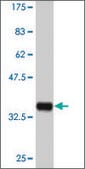 ANTI-MAPKAPK3 antibody produced in mouse clone 1C3, purified immunoglobulin, buffered aqueous solution