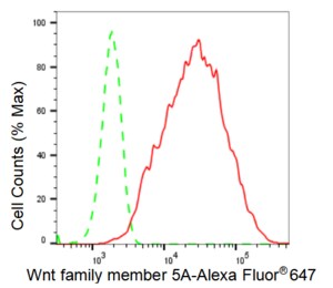 KD-Validated Anti Wnt family member 5A Antibody, clone 23GB2400, Rabbit Monoclonal clone 23GB2400, recombinant rabbit monoclonal, expressed in HEK293 cells