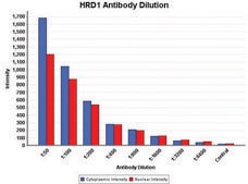 Anti-HRD1/SYVN1 antibody produced in rabbit ~1.0&#160;mg/mL, affinity isolated antibody, buffered aqueous solution