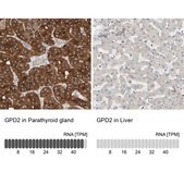 Anti-GPD2 antibody produced in rabbit Prestige Antibodies&#174; Powered by Atlas Antibodies, affinity isolated antibody, buffered aqueous glycerol solution